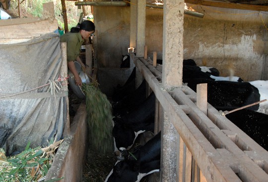 Dalat[-]Milk[-]thu[-]hồi[-]chính[-]sách[-]mua[-]sữa[-]kỳ[-]lạ